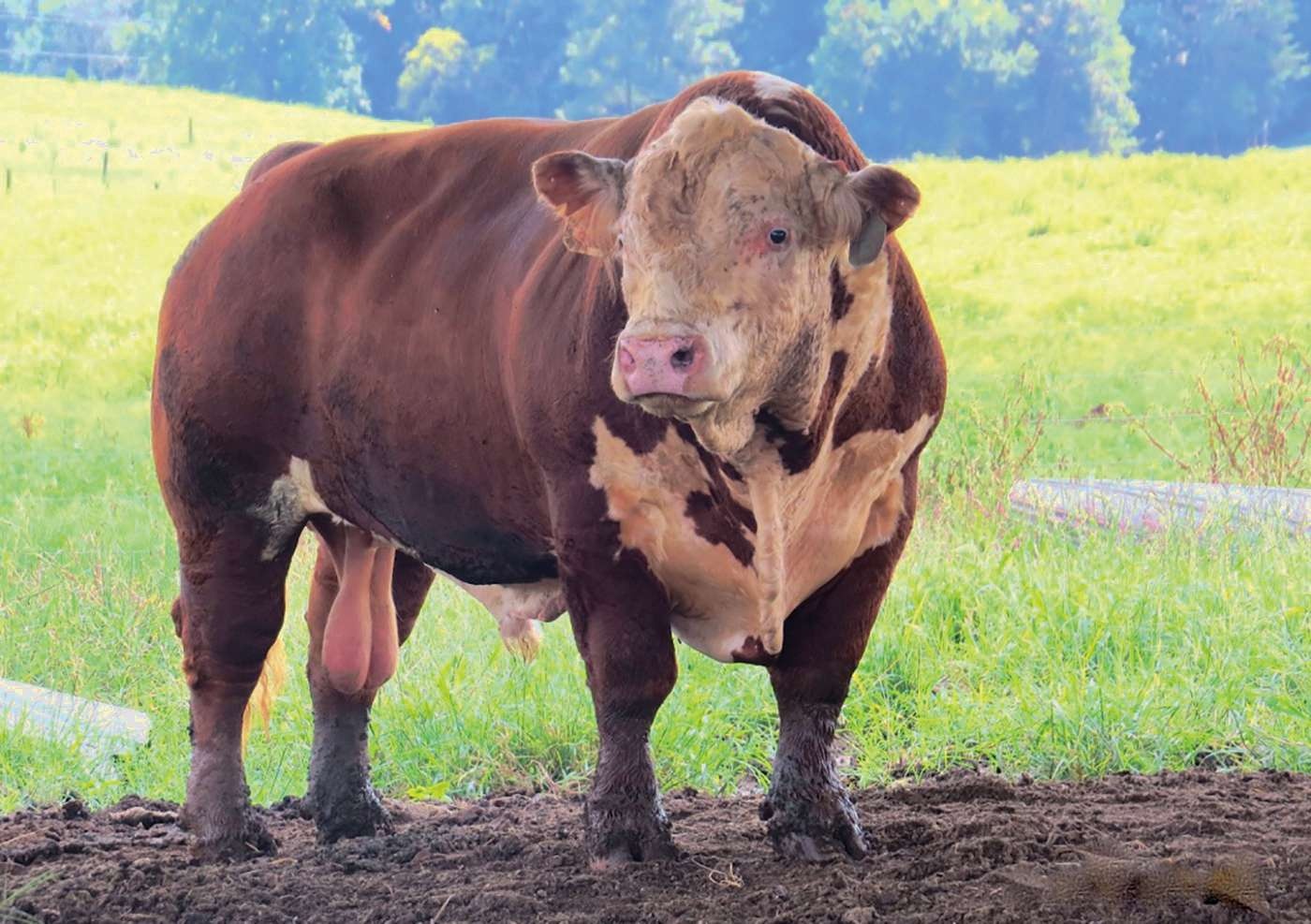 trứng nước tiểu ảnh 6 trung nuoc tieu anh 6