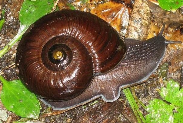 Bat oc sen lam thit, nhoi bo toi dung chuan nguoi Phap hinh anh