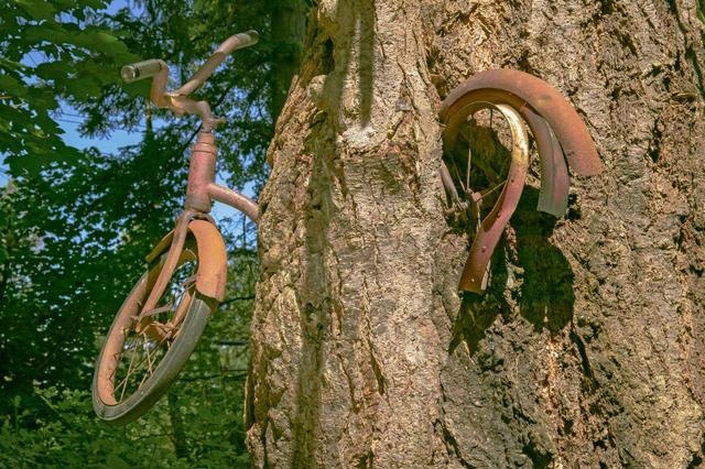 cay moc xe dap anh 8