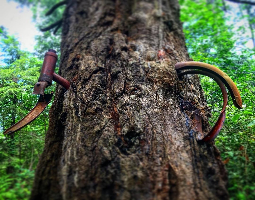 cay moc xe dap anh 5