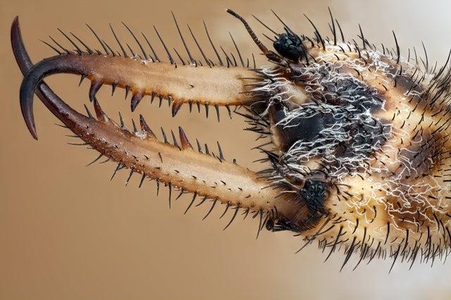 Loai kien dao ho lam bay, hut dich con moi thanh xac kho hinh anh