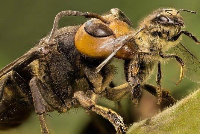 Ong bap cay vut con so sinh, bo doi ong chua khi troi lanh hinh anh