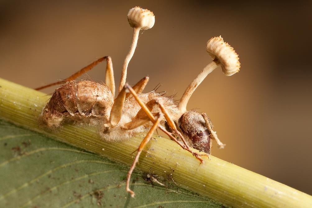 Nam sat thu rai bao tu bien con trung thanh xac song hinh anh