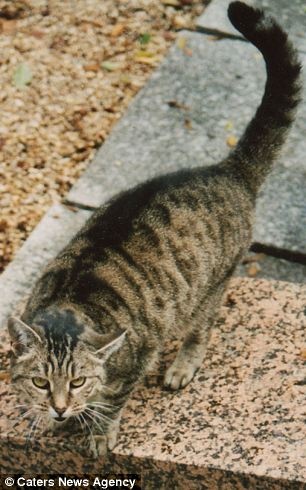 nghia trang cho meo anh 8