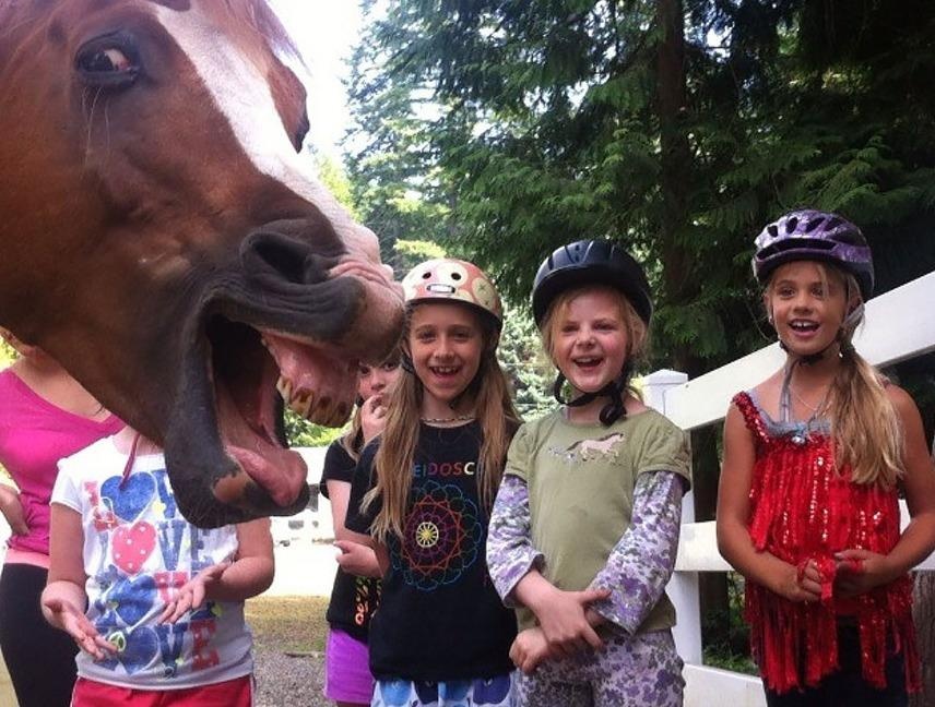 Ngua ha mom, meo bay va nhung man pha dam hai huoc cua dong vat hinh anh