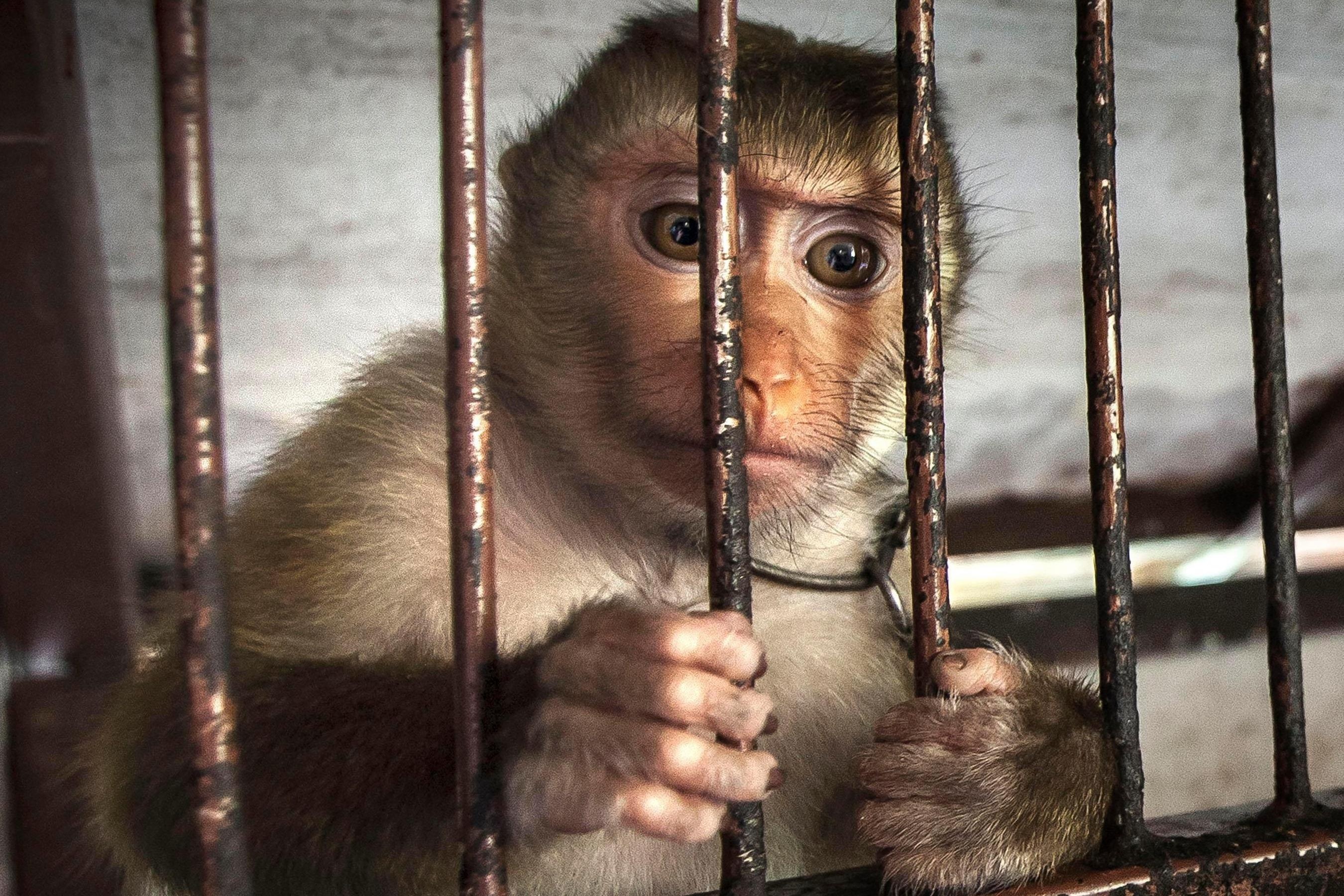 Dong vat loan tri vi bi nhot trong so thu hinh anh