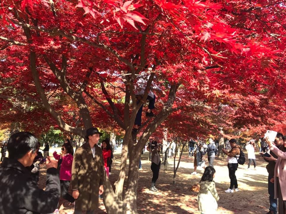 khách việt ở hàn quốc ảnh 2 khach viet o han quoc anh 2