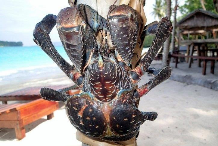 Cua sat thu chuyen dung cang kep chet con moi hinh anh