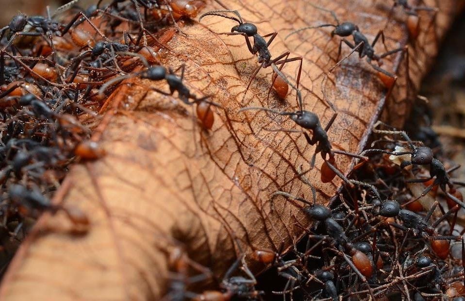 Luat cam khoc khi kien can de chung to ban linh dan ong hinh anh