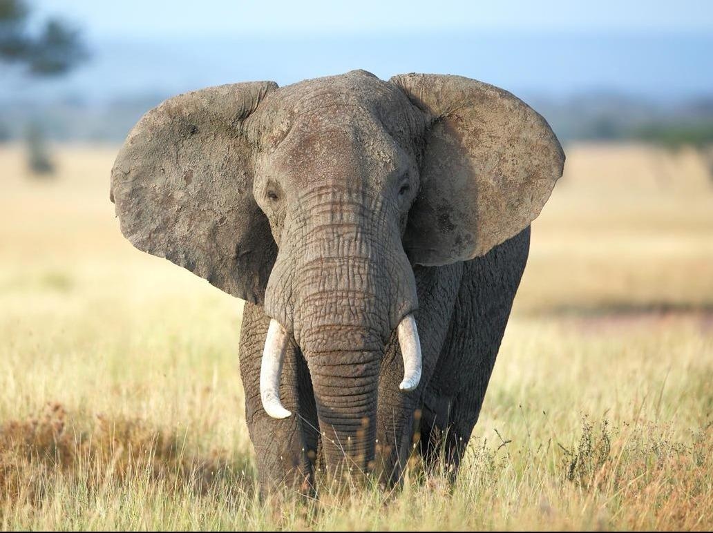 Voi chau Phi biet nhan con roi, dua tang dong loai hinh anh