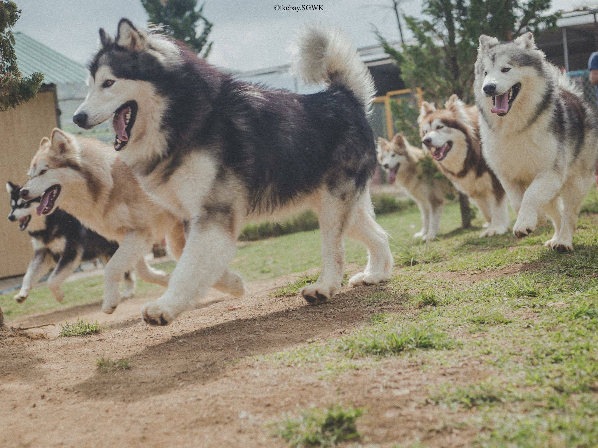 ca phe cho da lat anh 1