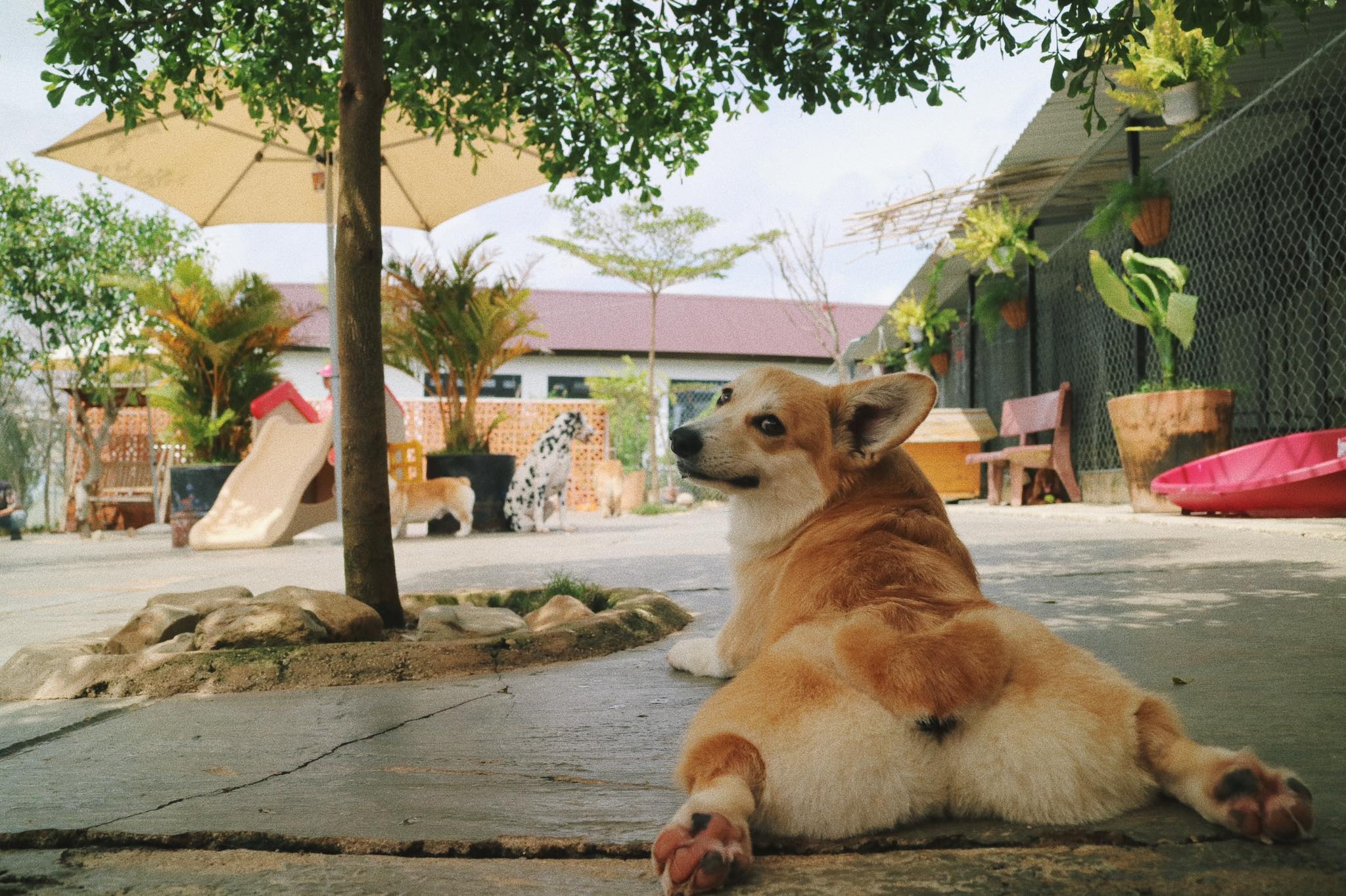 ca phe cho da lat anh 5