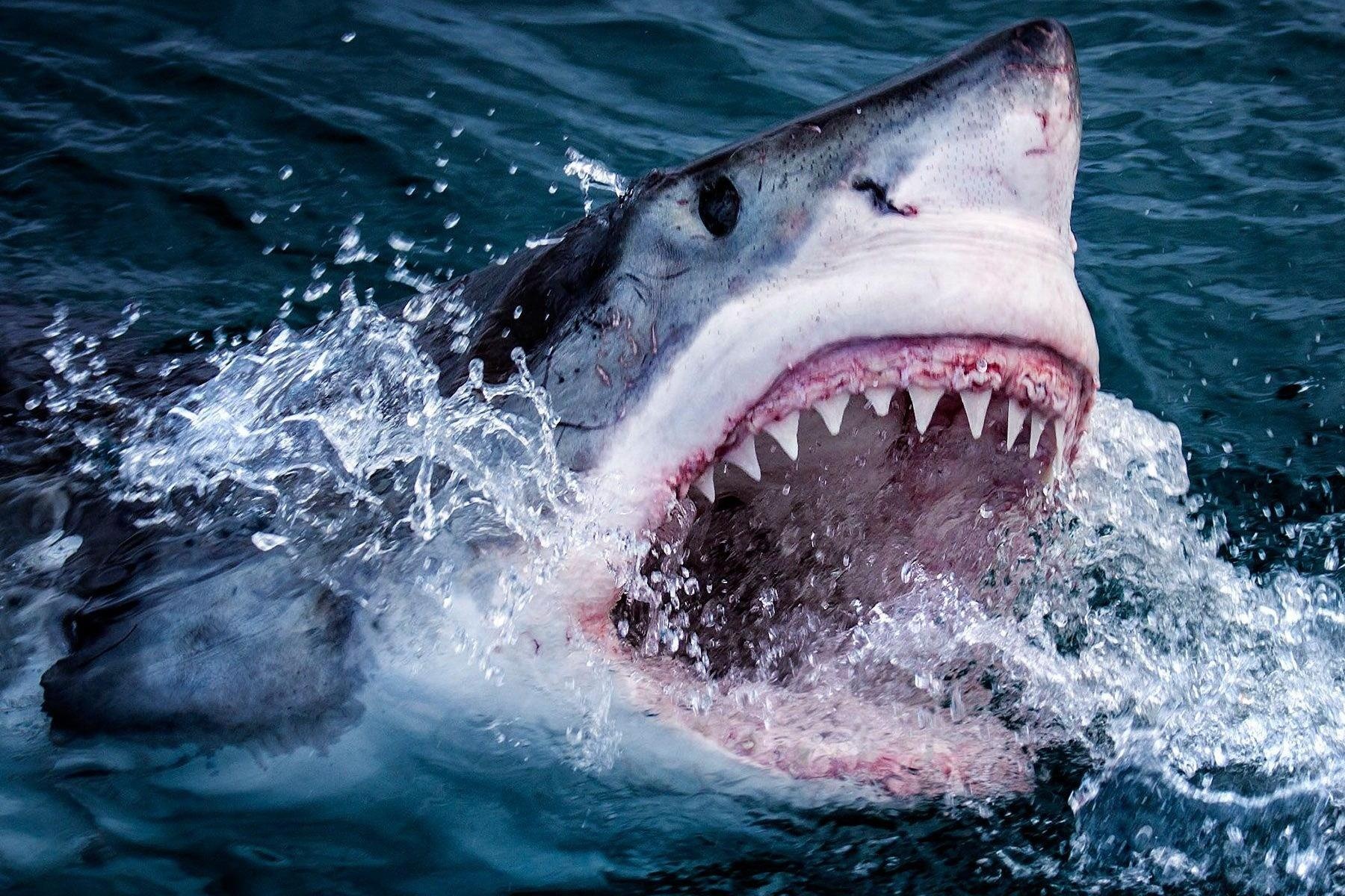 Loai vat chuyen lam ve sinh cho ca map ma khong so bi an thit hinh anh