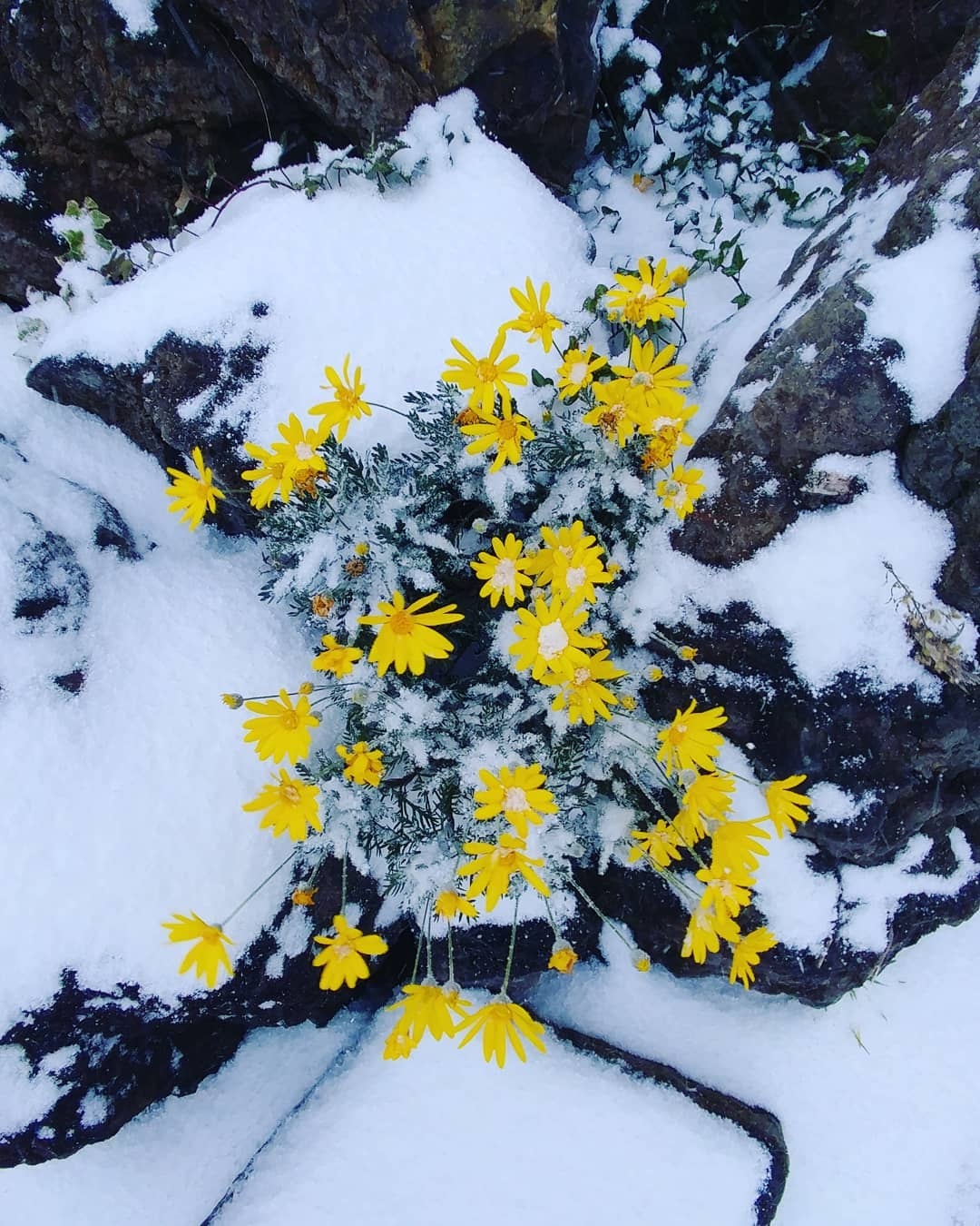 sa pa tuyet roi anh 5