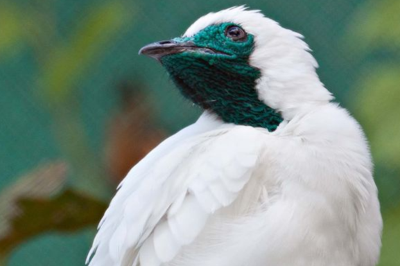 Chim duc hot moi goi con cai to nhu tieng may cua hinh anh