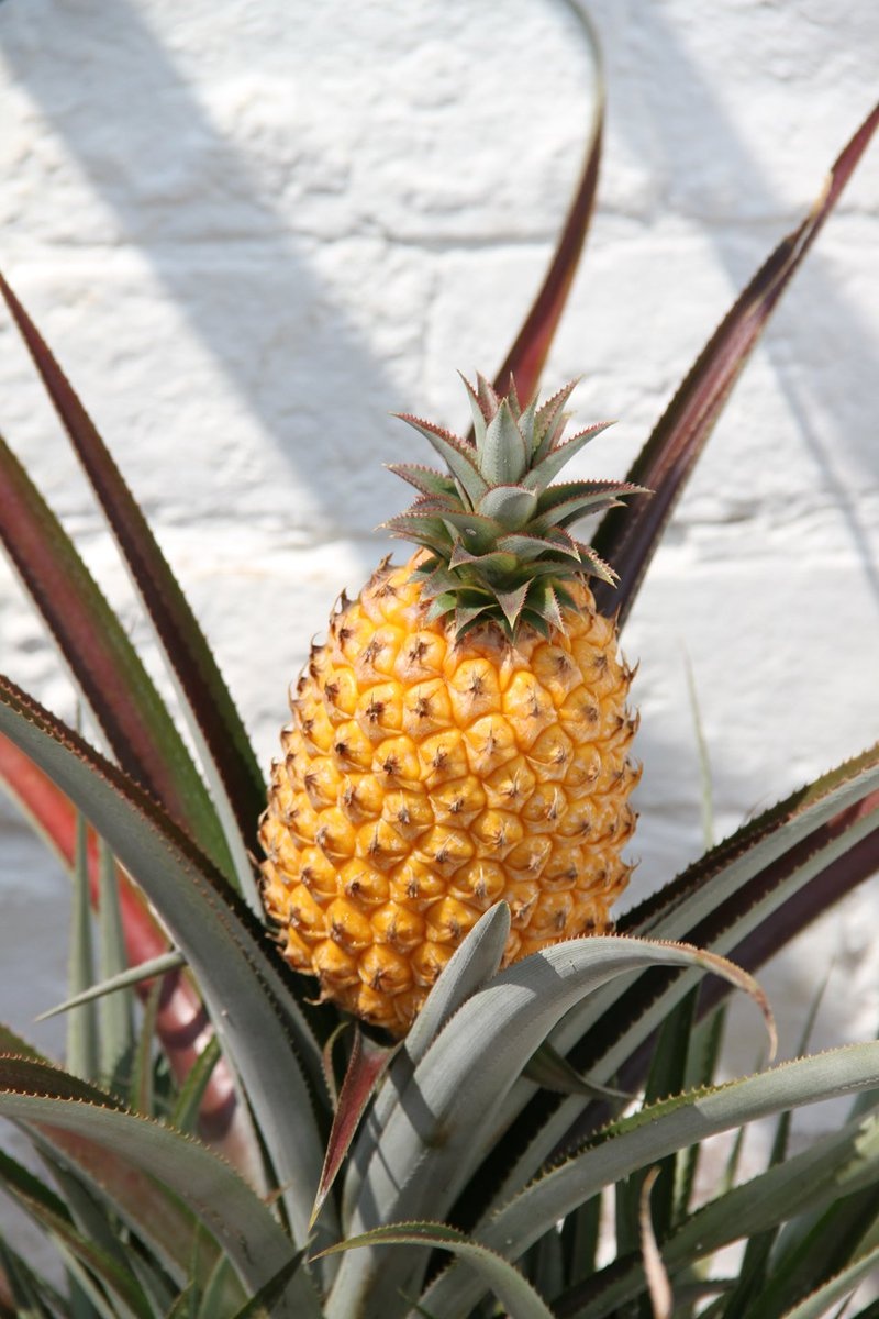 hoa qua dat nhat anh 3