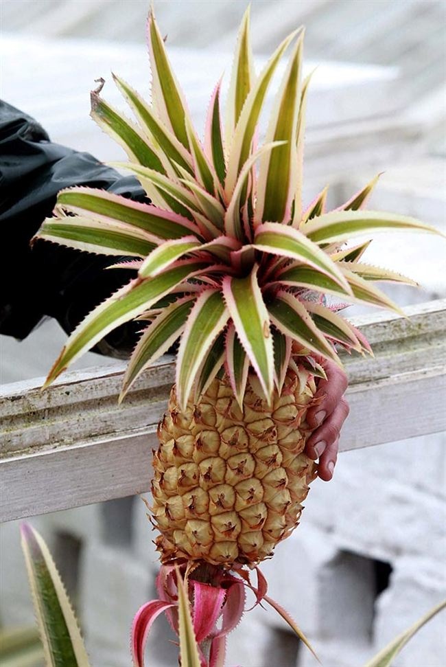 hoa qua dat nhat anh 2