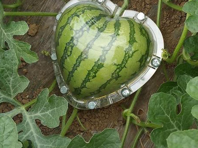 Bien qua dua hau thanh hinh trai tim chi voi mot cong cu hinh anh