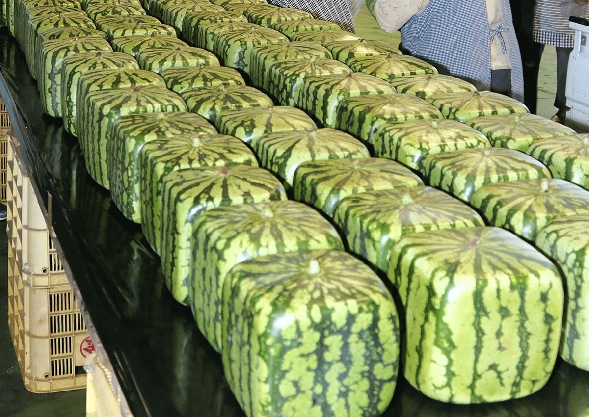 hoa qua dat nhat anh 8