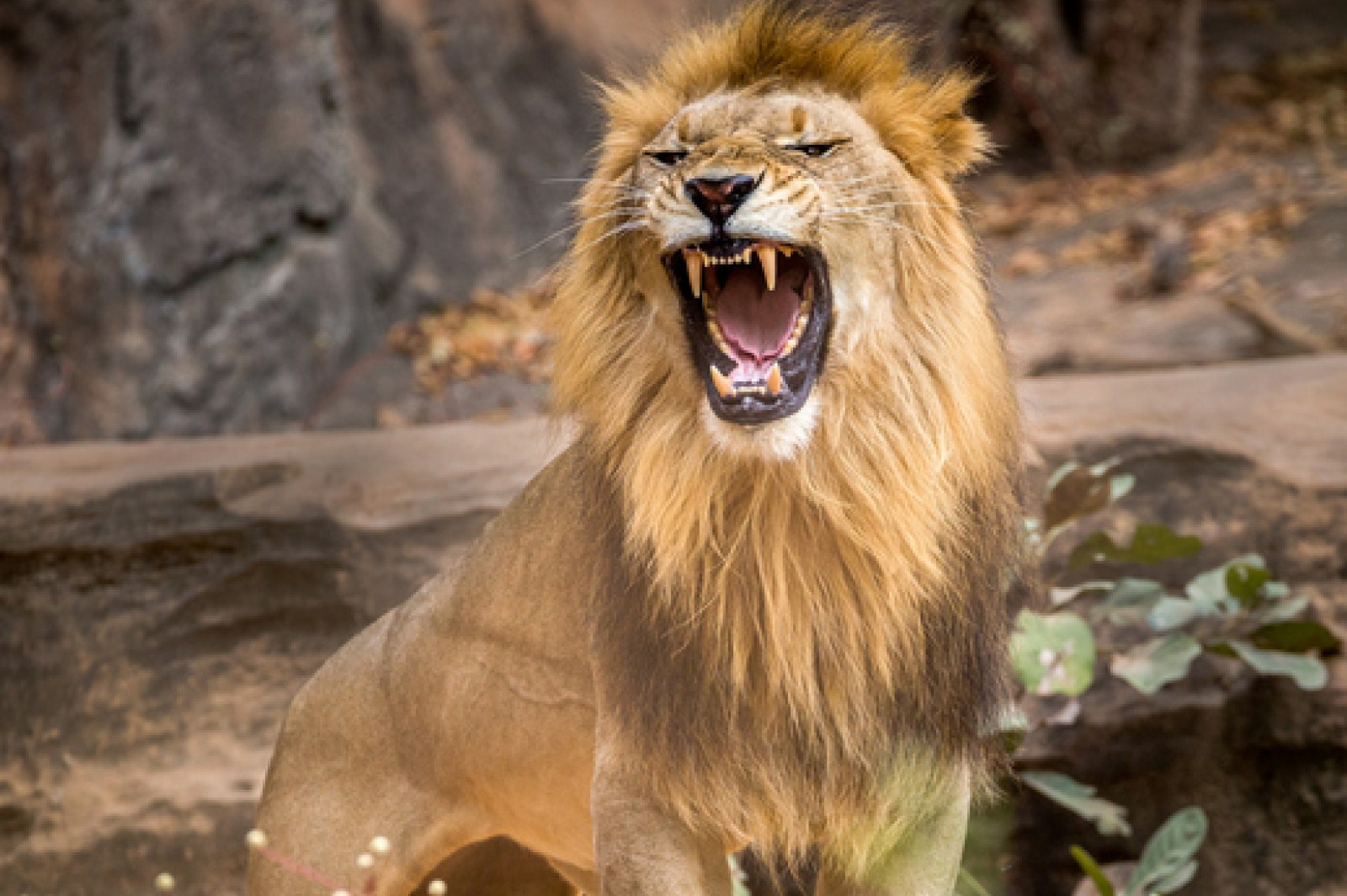 Nguoi dan ong cuu mang, lam ban than voi su tu suot 4 nam hinh anh