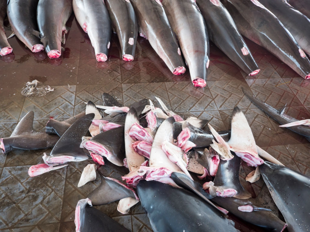 Ca map dang chet dan vi loai sup cua gioi nha giau hinh anh