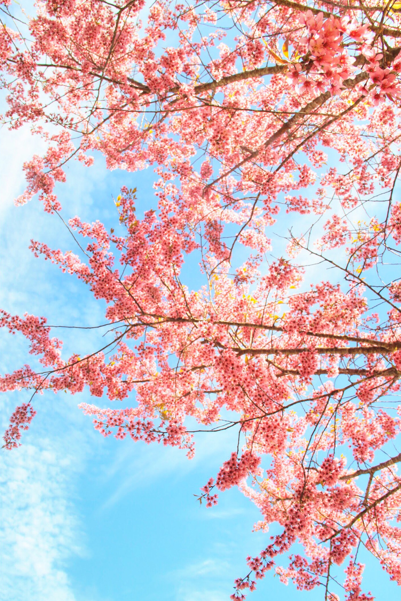 du lich da lat anh 13