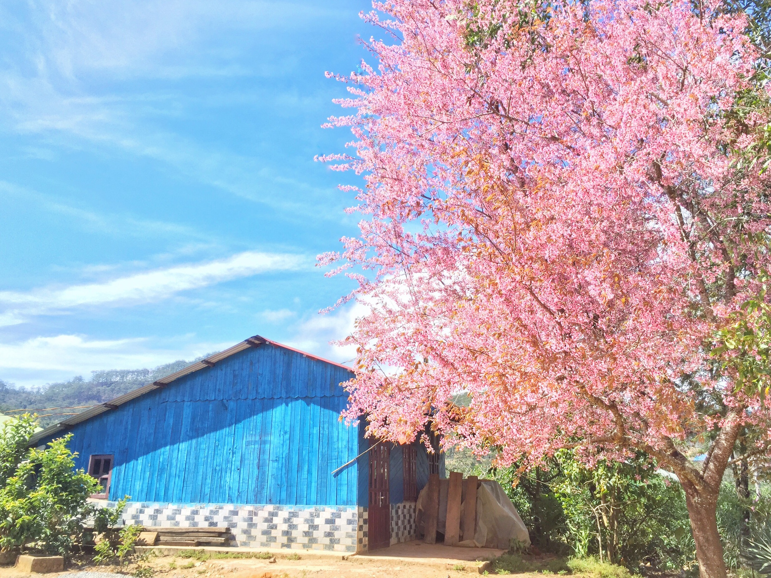 du lich da lat anh 10