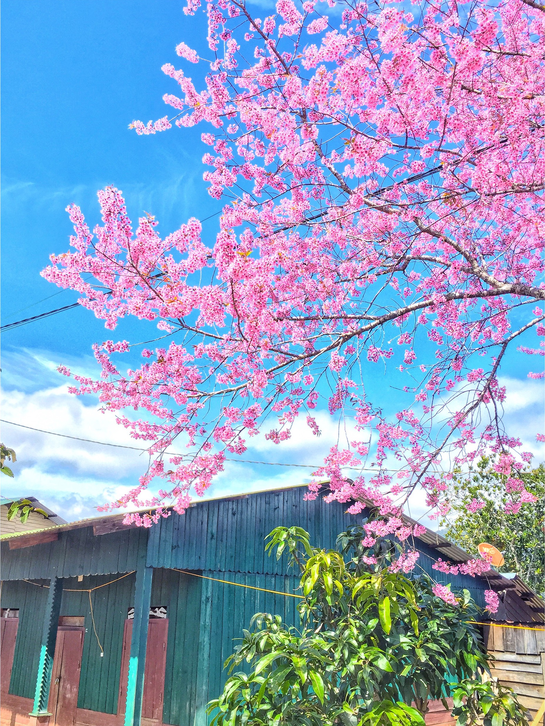 du lich da lat anh 6