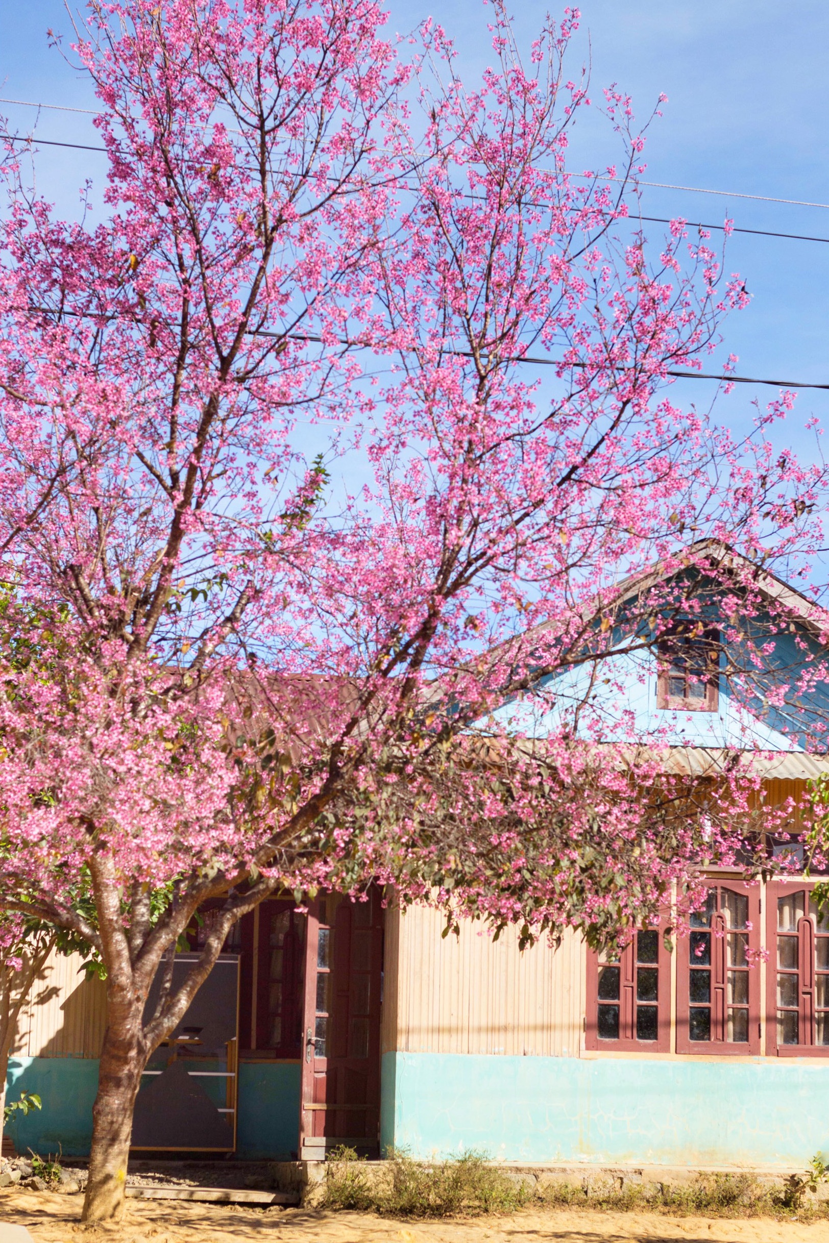 du lich da lat anh 8