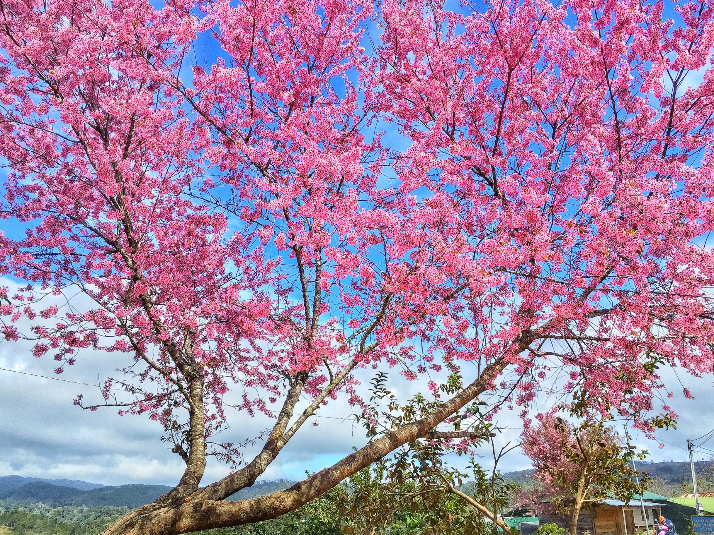 du lich da lat anh 11