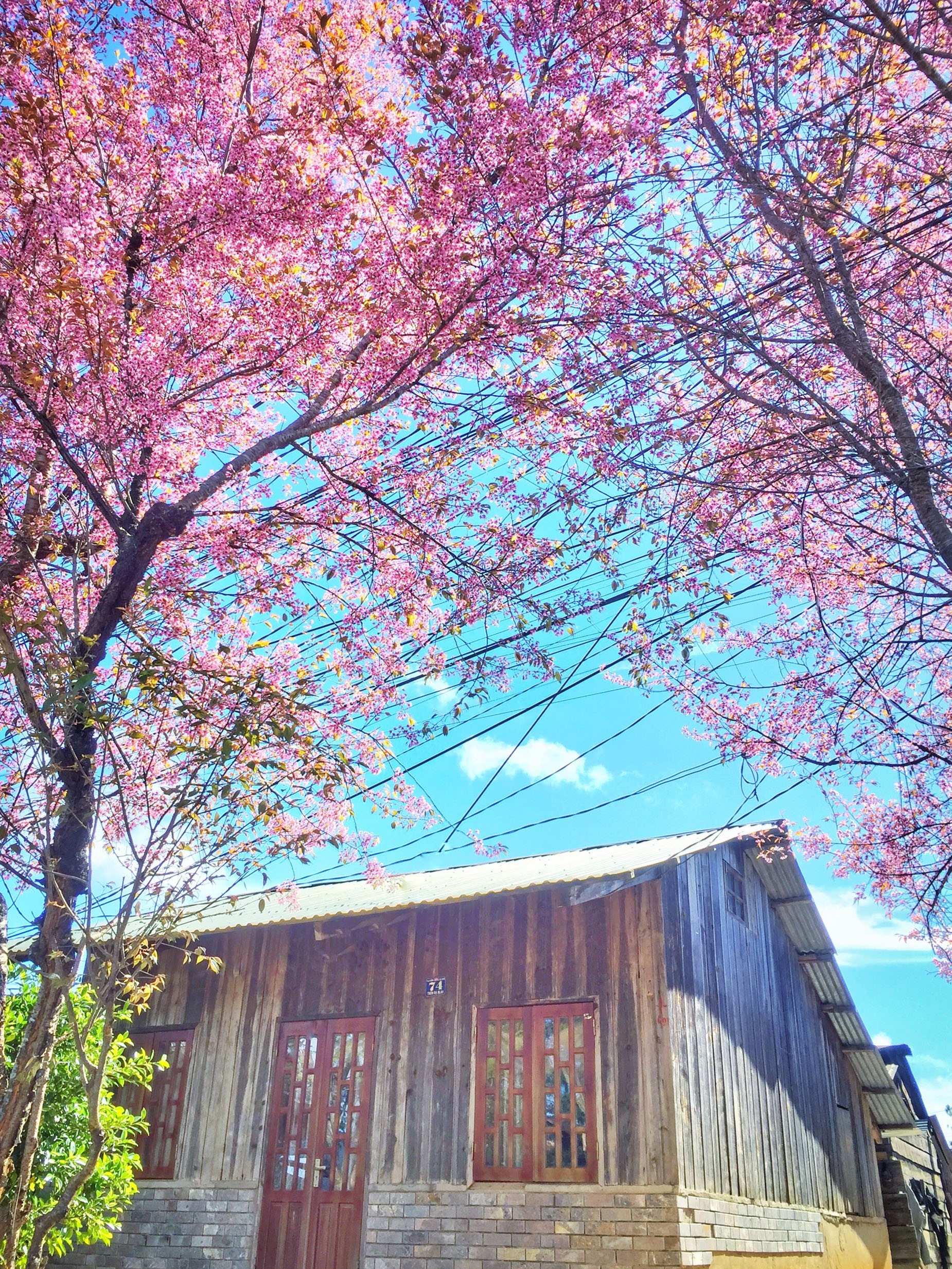 du lich da lat anh 15