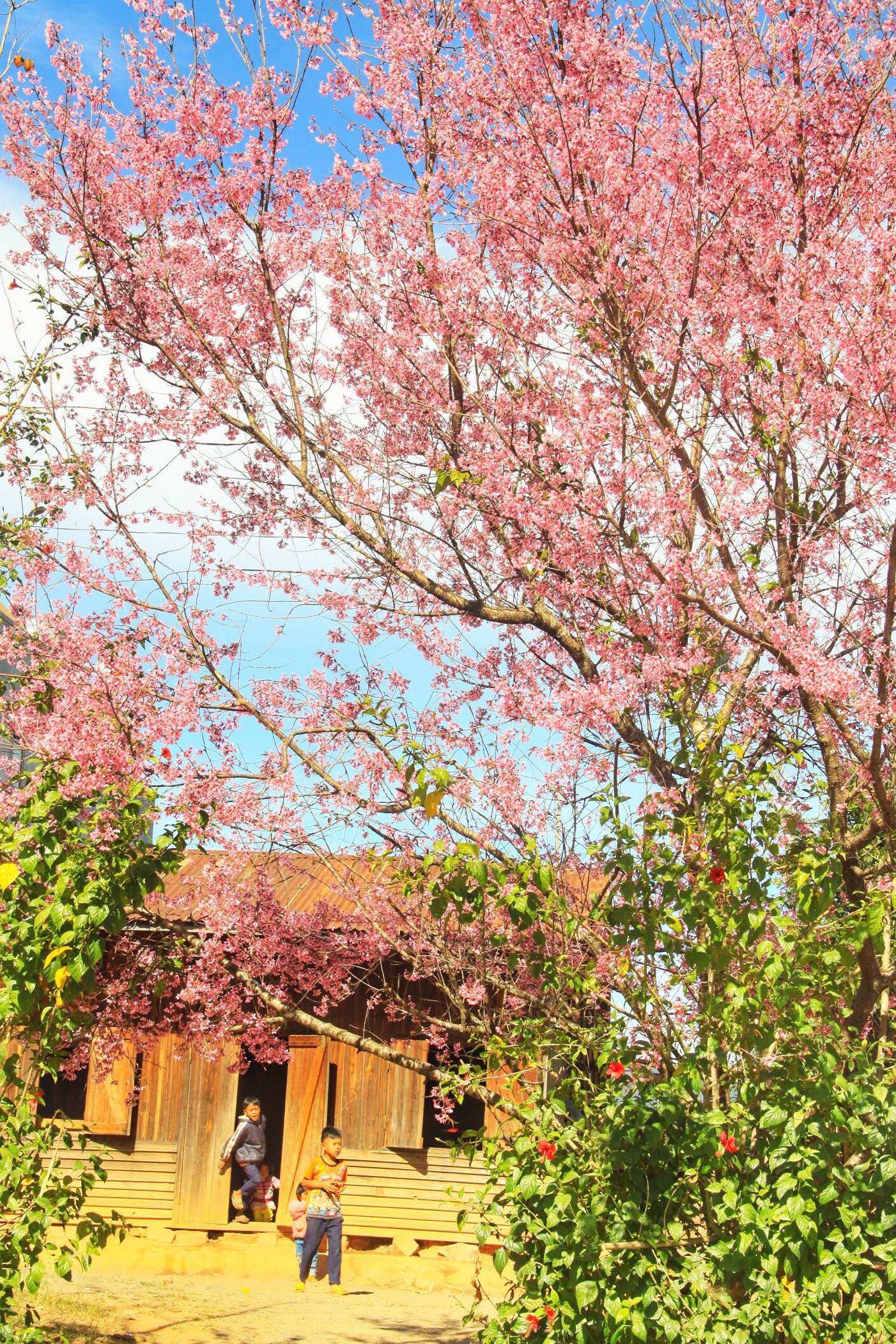 du lich da lat anh 14