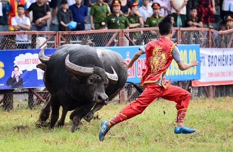 Loat le hoi lon sau Tet bi anh huong vi virus corona hinh anh