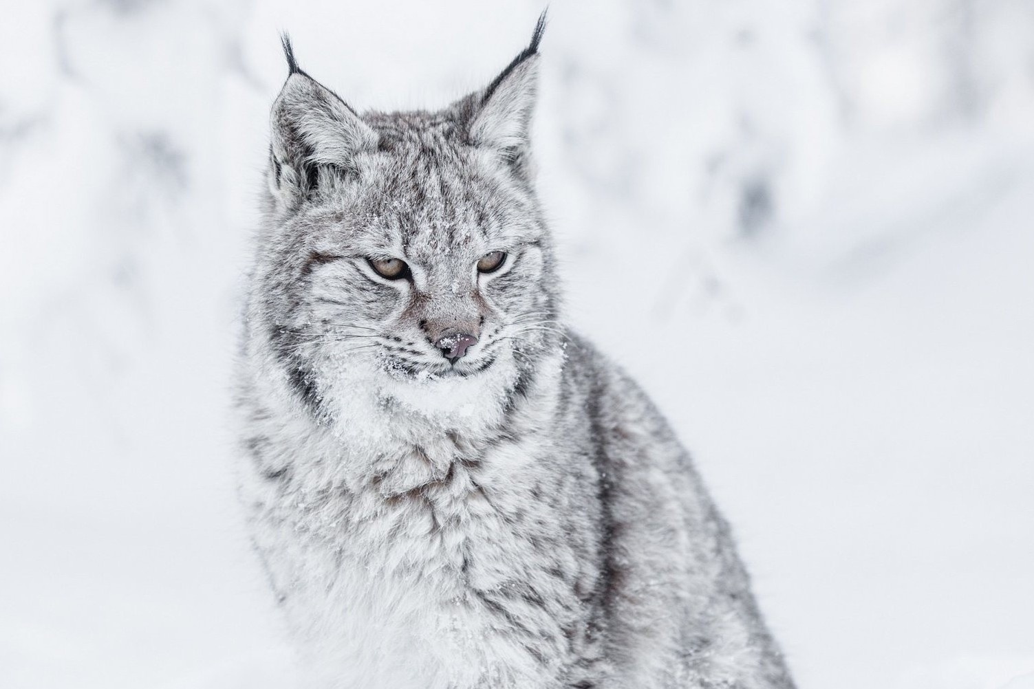 Khoanh khac dang yeu cua loai linh mieu hinh anh