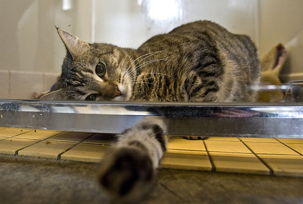 500.000 con cho, meo bi bo roi o Vu Han vi dich corona hinh anh