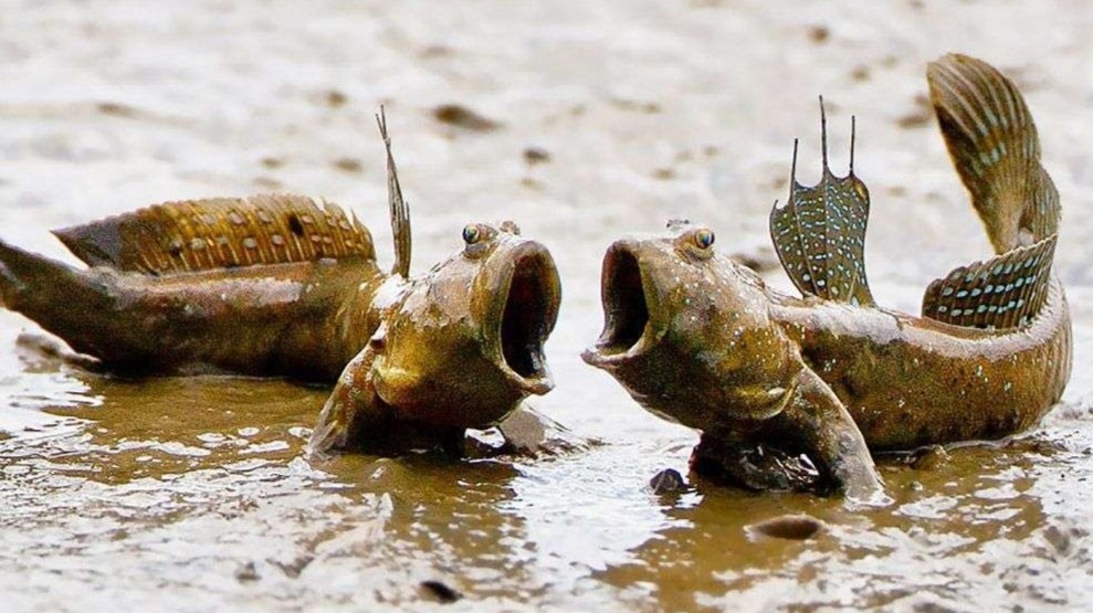 Loai ca co kha nang di bo, nhay tren can hinh anh