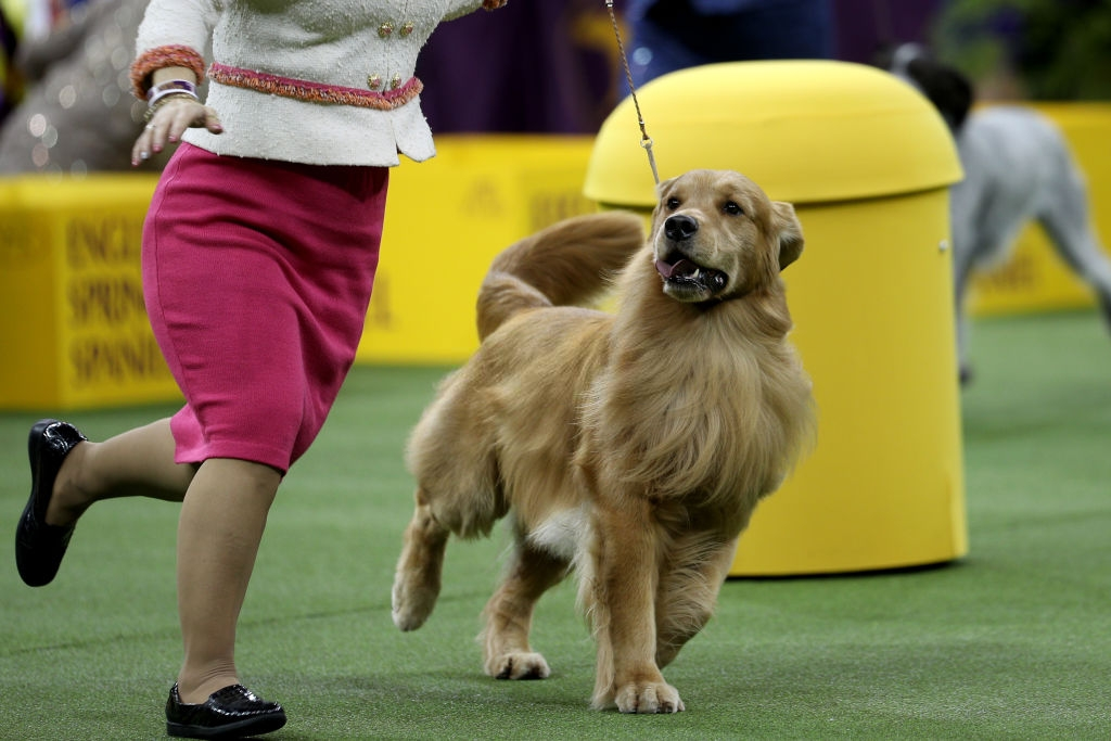 Tai nang cua nha vo dich cuoc thi cho thuan chung the gioi hinh anh