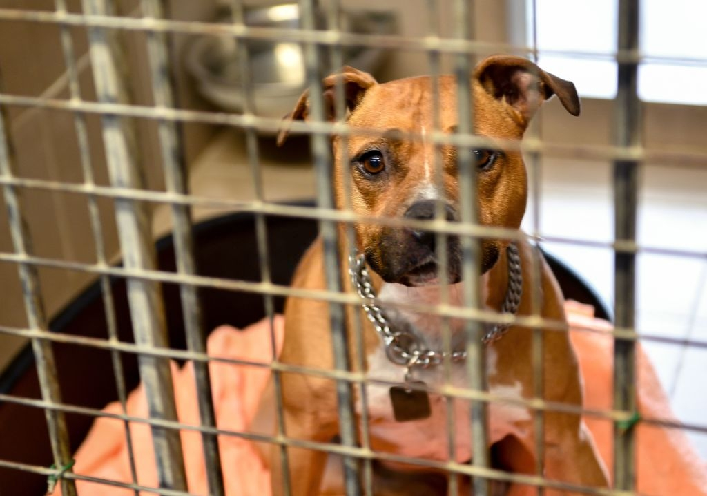 Nguoi Trung Quoc cuu cho hang xom bi bo roi vi dich benh hinh anh