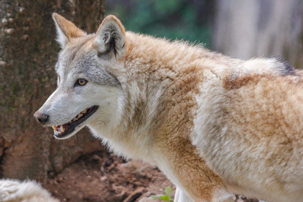Thien nhien hoang da duoc nang niu o Tay Tang hinh anh