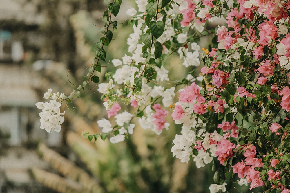 ban dao Binh Quoi-Thanh Da anh 17