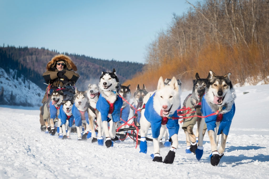 Khung canh lanh gia o hop bang khong lo Alaska hinh anh