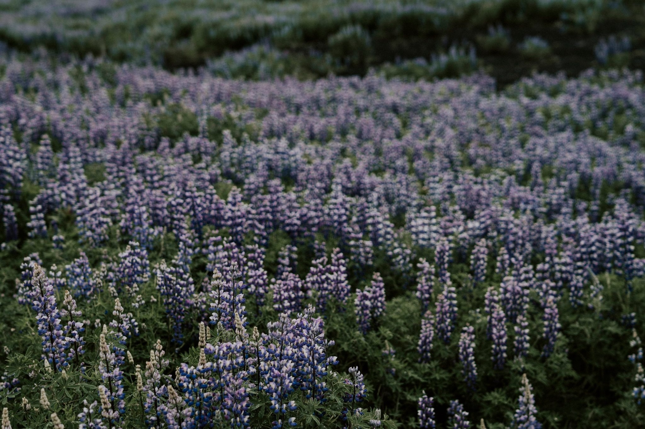 Iceland, du lịch, kinh nghiệm du lịch, hành trình Iceland ảnh 5 Iceland, du lich, kinh nghiem du lich, hanh trinh Iceland anh 5