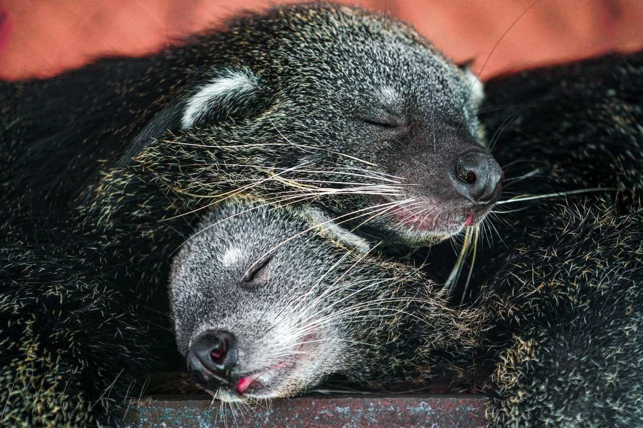 trai ran dong tam anh 7