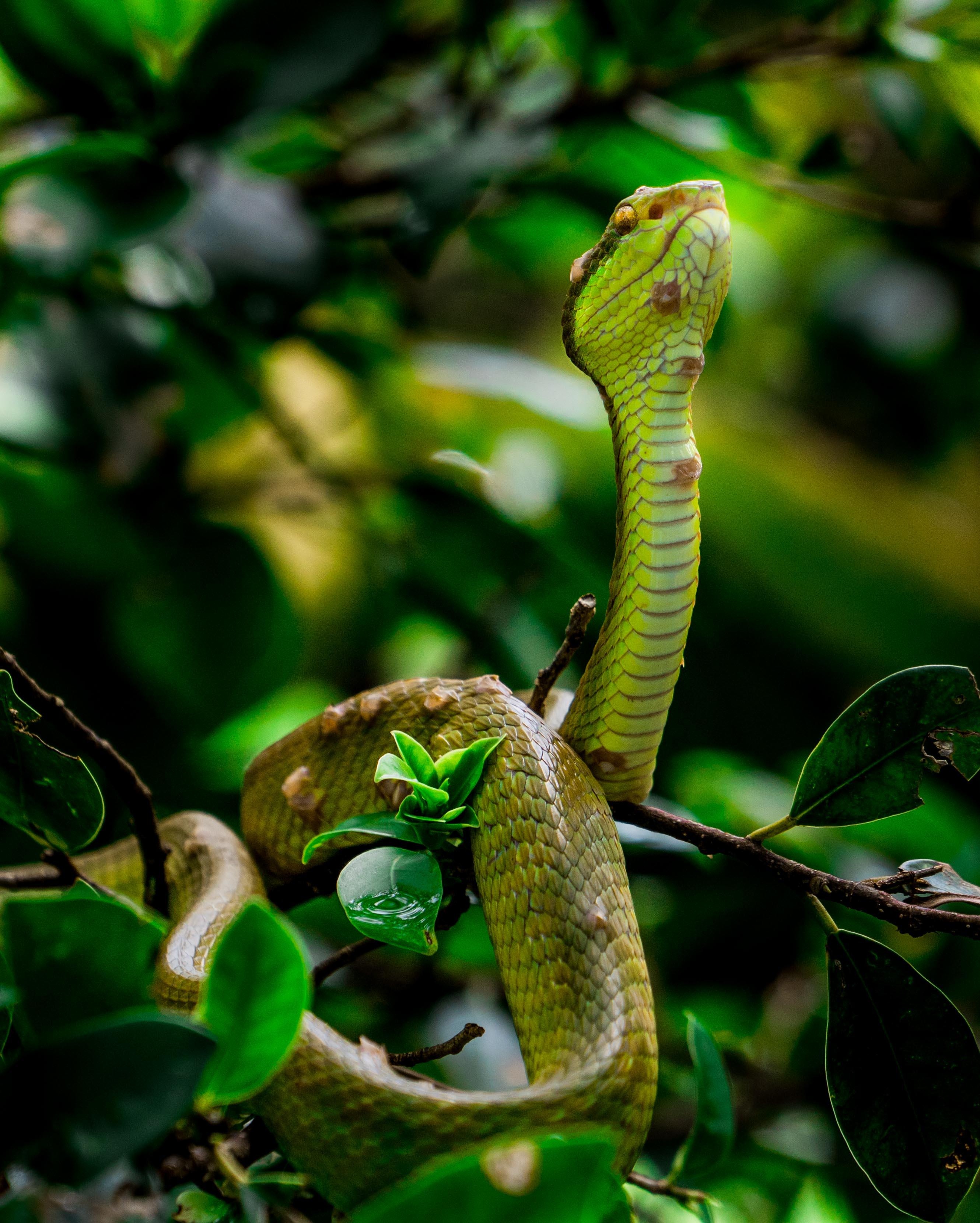 trai ran dong tam anh 6