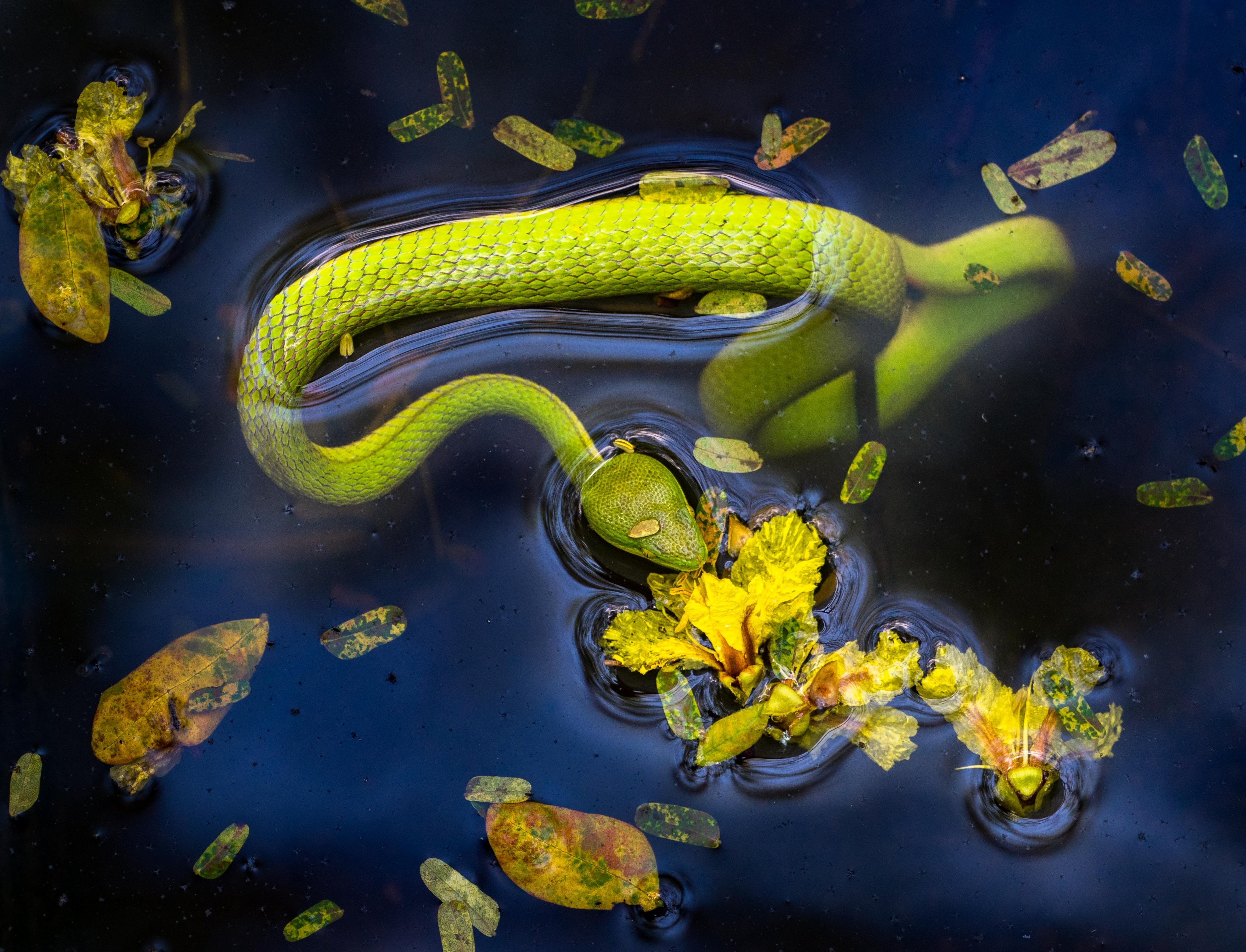 trai ran dong tam anh 2