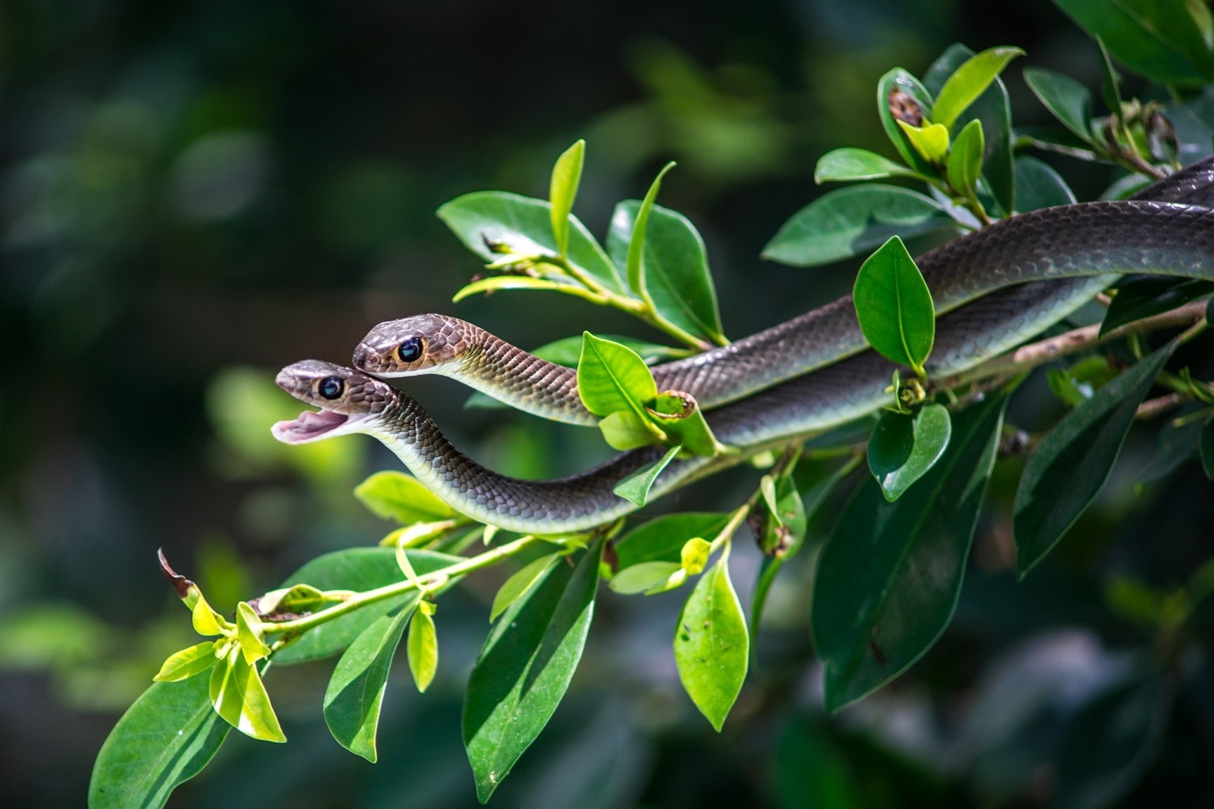 Lac giua vuong quoc ran o Viet Nam, du loai tu hien den kich doc hinh anh