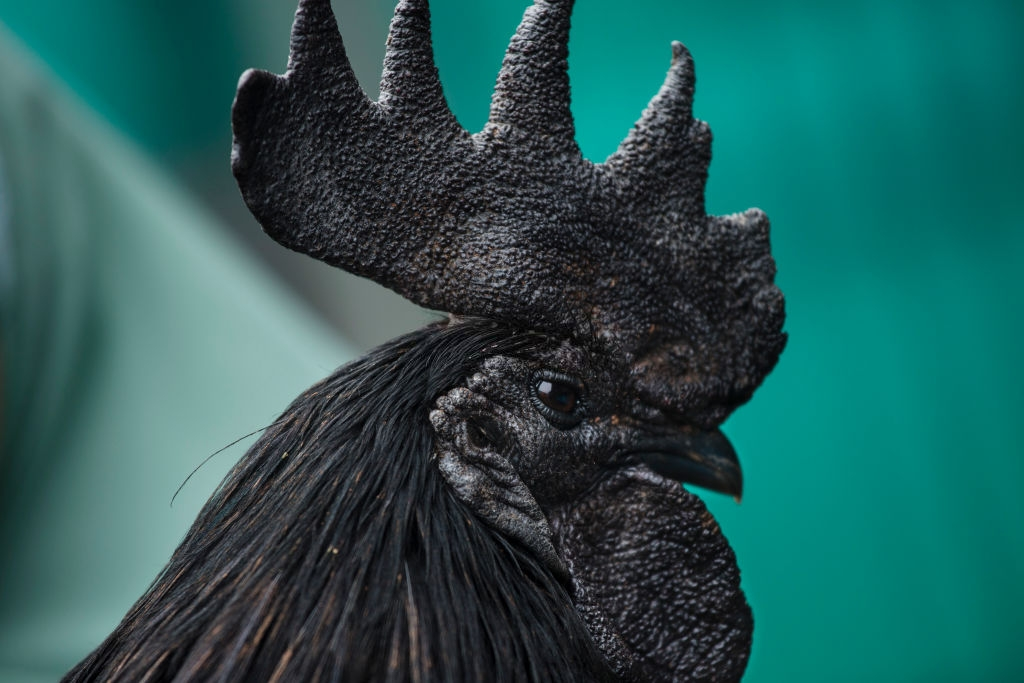 Ga den gia 2.500 USD/con hinh anh