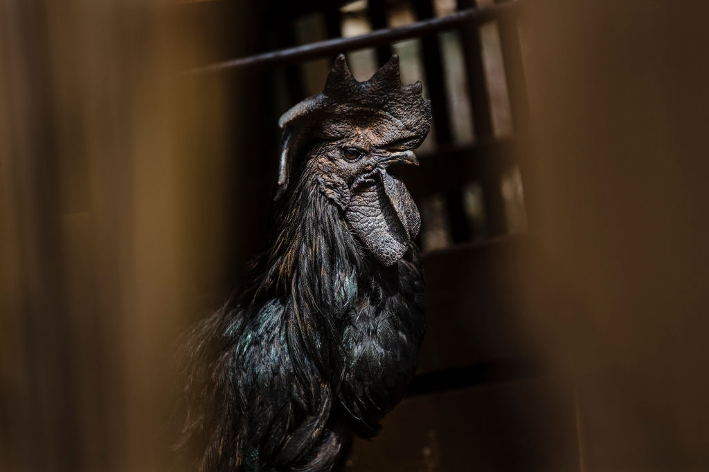 ga den dat nhat the gioi anh 5