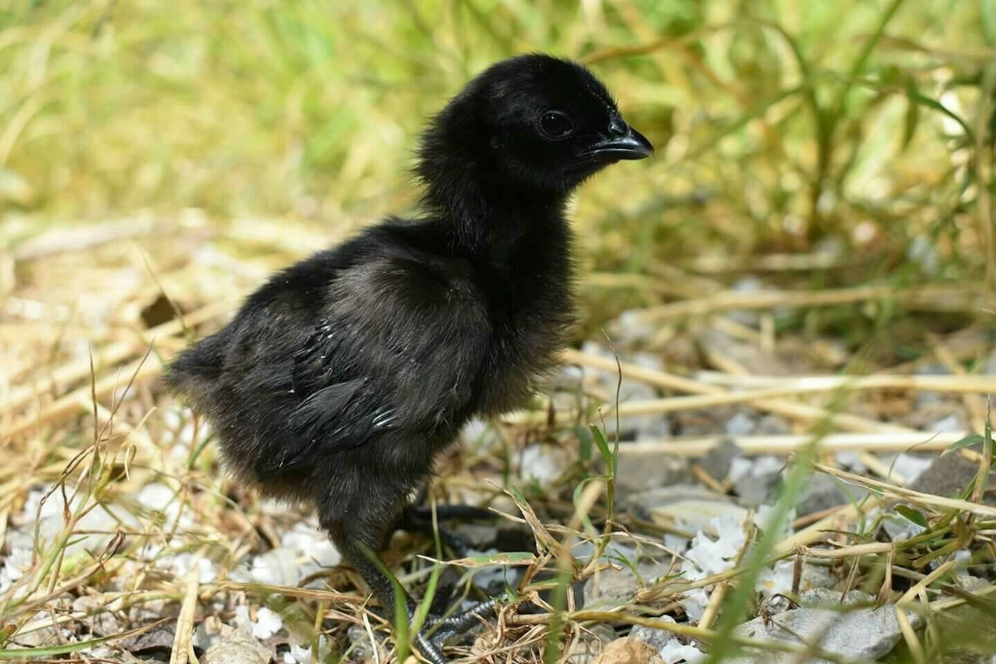 ga den dat nhat the gioi anh 3