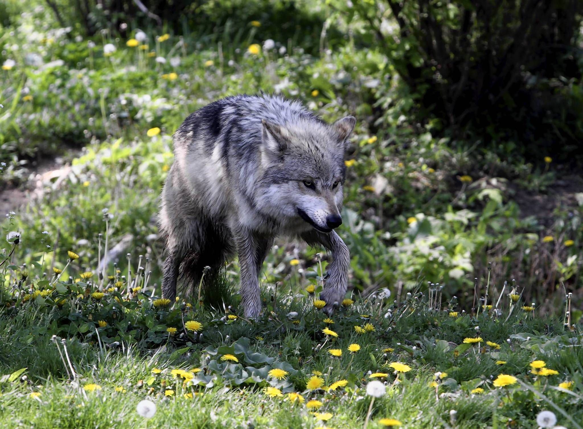 Soi xam tuyet chung anh 2